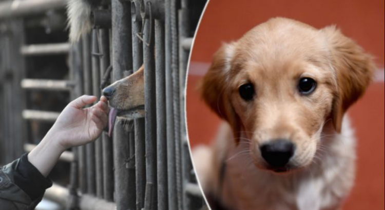 150 perros fueron rescatados en la Ciudad de Modesto, California