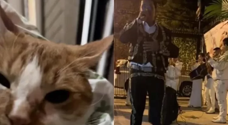 Le llevó serenata … a su gato