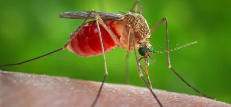 Preocupación en varios estados de EE. UU. por brote de Virus del Nilo Occidental