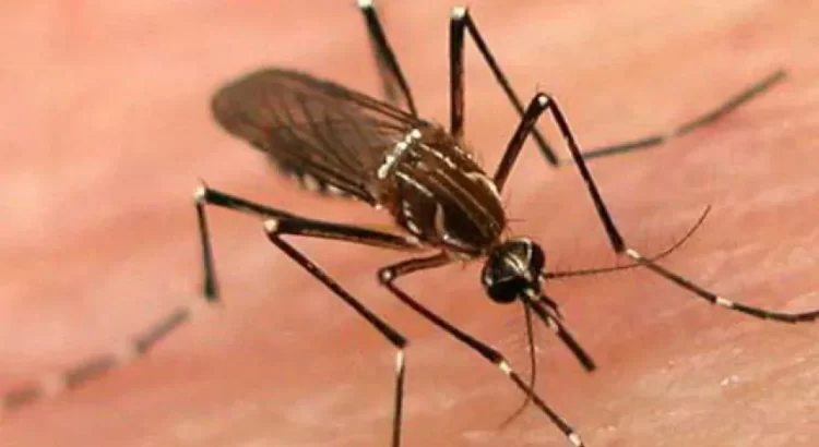 Confirmado primer caso de dengue transmitido por mosquitos en residente de Long Beach