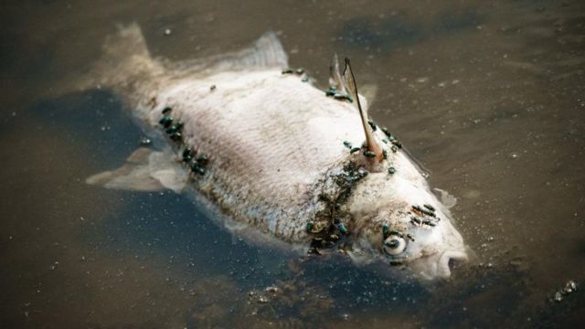 Decenas de peces de salmón muertos causan alarma en vecindario