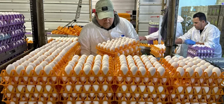 Crisis de gripe aviar golpea la industria avícola de California
