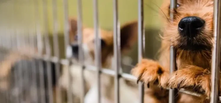 Más de 440 mascotas de refugios del condado de Riverside encuentran nuevos hogares