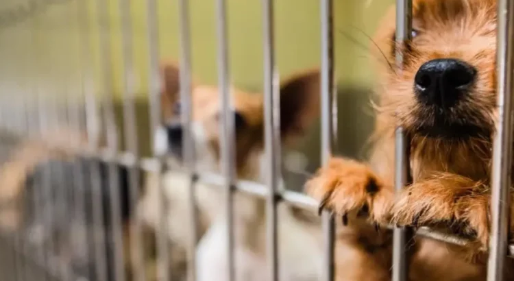 Más de 440 mascotas de refugios del condado de Riverside encuentran nuevos hogares