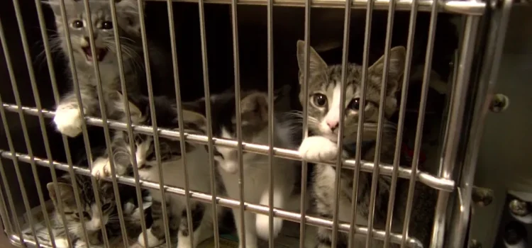 La población de gatos en los refugios del condado de Riverside supera su capacidad por primera vez este año