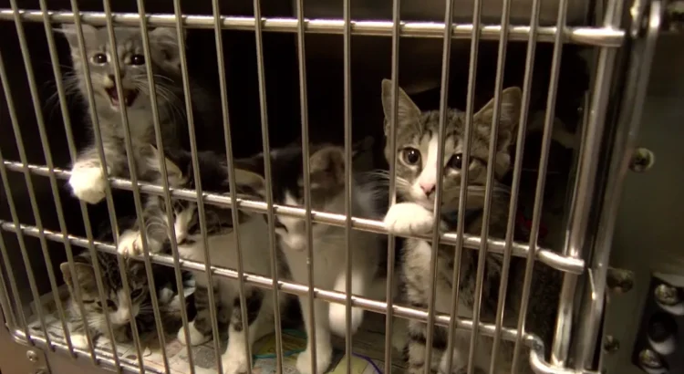 La población de gatos en los refugios del condado de Riverside supera su capacidad por primera vez este año