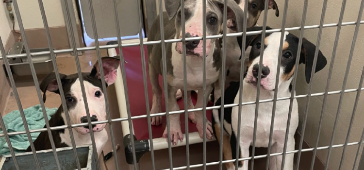 Adopciones gratuitas en los refugios de animales continúan