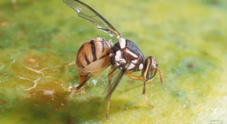 Imponen cuarentena en Riverside y San Bernardino por mosca de fruta oriental