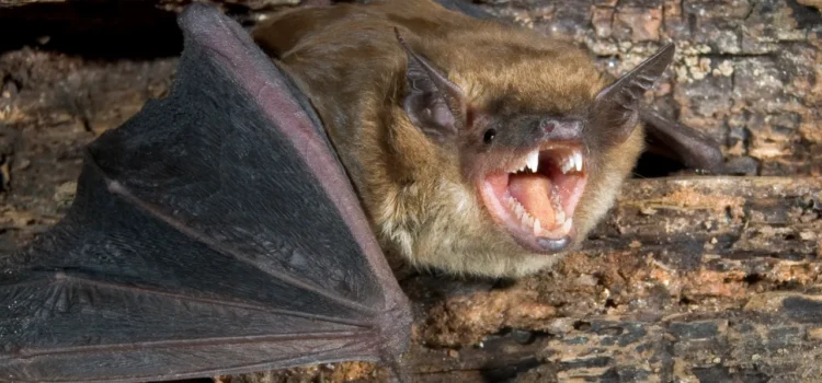 Emiten alerta debido al aumento de murciélagos infectados con rabia